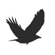 Illusive Reflection logo